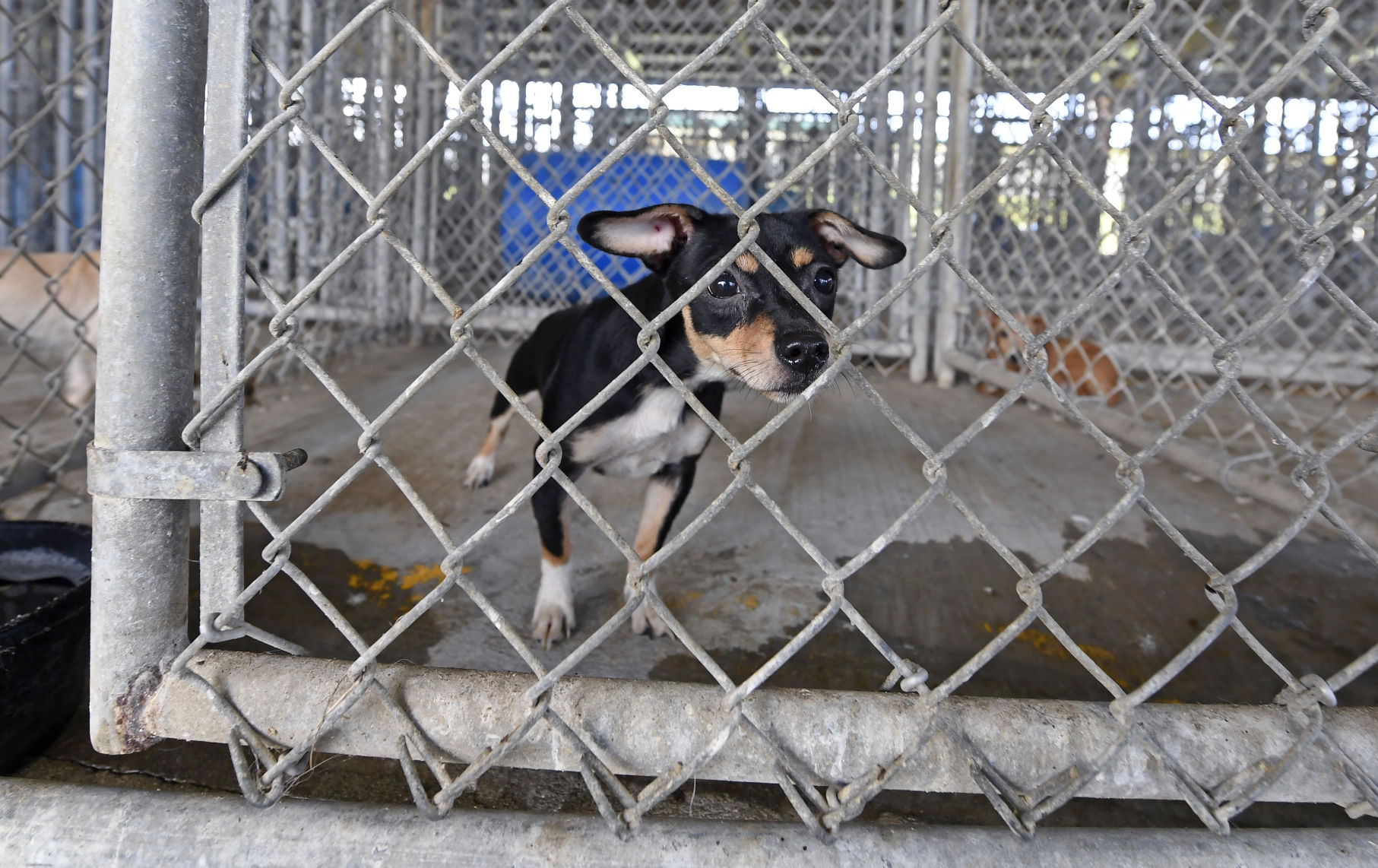 BR.prisondogs0112.070619 bf.jpg